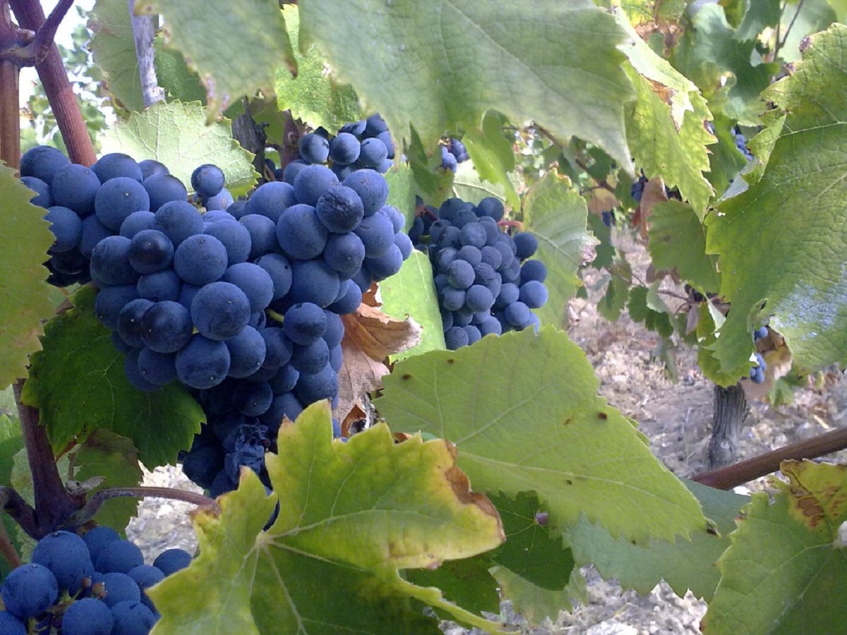 Carignan сорт винограда